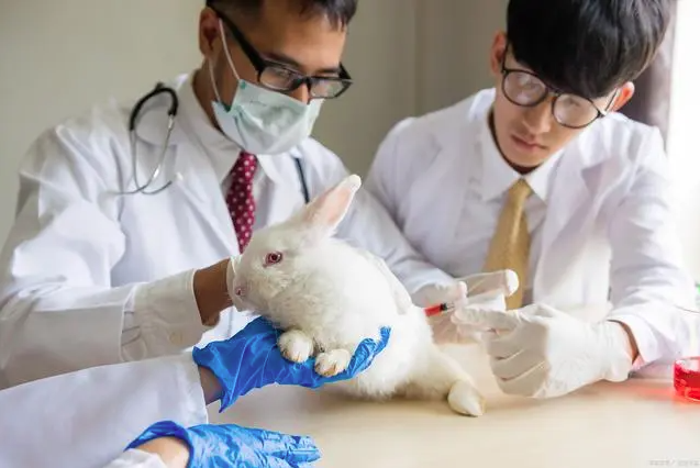 醫(yī)療器械大動(dòng)物實(shí)驗(yàn)：解密臨床前驗(yàn)證的關(guān)鍵步驟