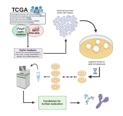 Cell Rep：利用在培養(yǎng)皿中培育的類器官或能識別出驅(qū)動腫瘤生長的特殊基因
