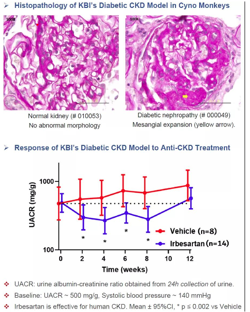 昆明科靈生物科技有限公司非人靈長類慢性腎病模型-江蘇網(wǎng)站制作