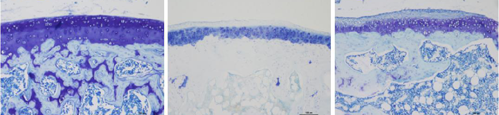 甲苯胺藍(lán)染色-江蘇網(wǎng)站制作