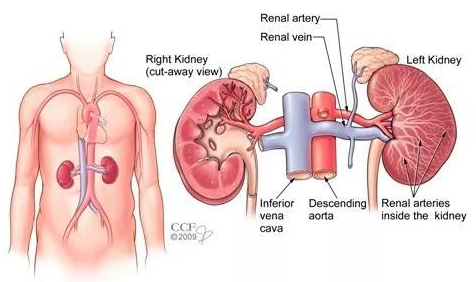 腎研究動(dòng)物模型