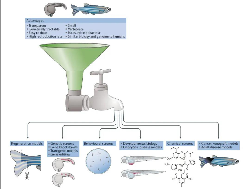斑馬魚模式動(dòng)物:解鎖新藥開發(fā)的嶄新鑰匙