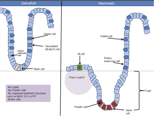 斑馬魚作為腸道炎癥模型的研究