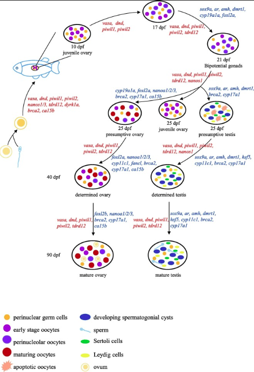 斑馬魚(yú)：研究性腺發(fā)育的新模型