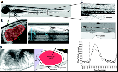 斑馬魚胚胎心臟功能及血流動力學(xué)分析