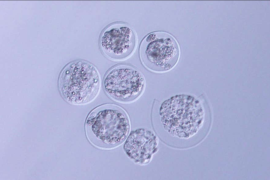小鼠胚胎首次在太空中生長
