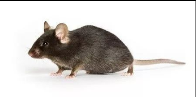 小鼠基礎(chǔ)知識(shí)你知道多少？什么是近交系小鼠？哨兵鼠呢？回交和雜交？