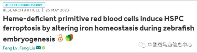 劉峰團(tuán)隊(duì)通過(guò)斑馬魚揭示胚胎期造血干祖細(xì)胞鐵死亡機(jī)制