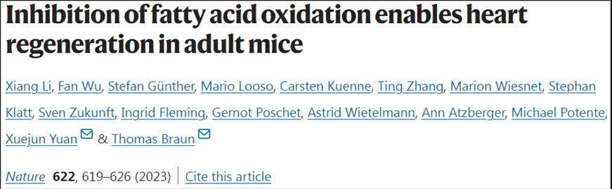 抑制脂肪酸氧化可實(shí)現(xiàn)成年哺乳動(dòng)物心臟再生