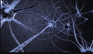 緊隨指南—腦科學(xué)研究動物模型匯總