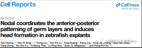 浙江大學(xué)徐鵬飛團(tuán)隊(duì)與哈佛大學(xué)合作成功使用斑馬魚(yú)胚胎干細(xì)胞體外構(gòu)建頭部類似結(jié)構(gòu)