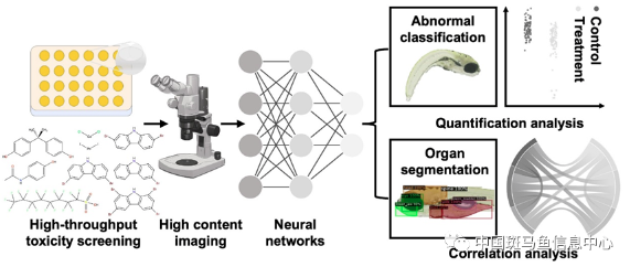 同濟(jì)大學(xué)林思劼團(tuán)隊(duì)創(chuàng)新發(fā)展了一種基于深度學(xué)習(xí)的斑馬魚(yú)仔魚(yú)形態(tài)分析方法DLMA