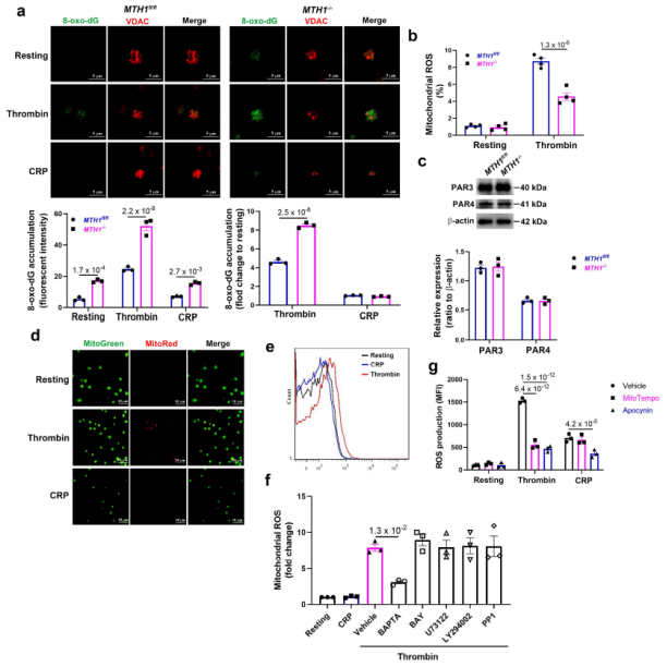 血小板線(xiàn)粒體氧化損傷修復(fù)的新機(jī)制