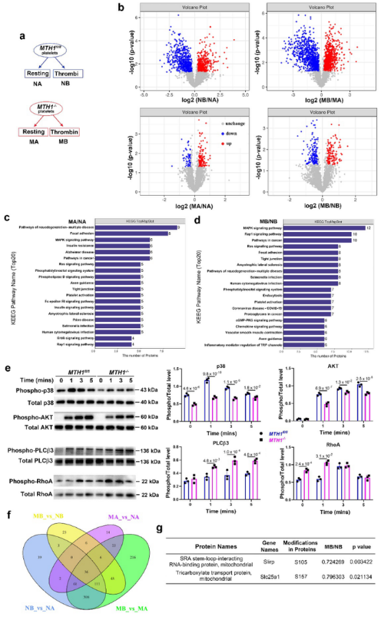 血小板線(xiàn)粒體氧化損傷修復(fù)的新機(jī)制