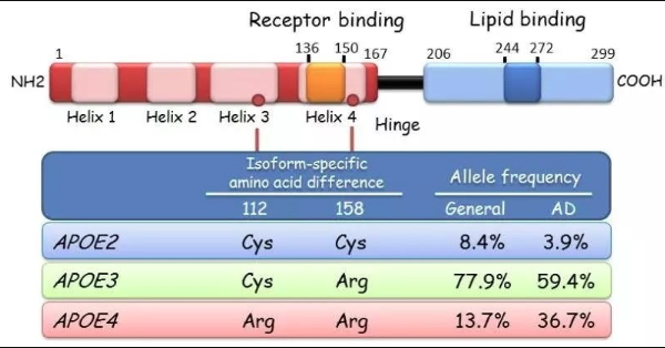 APOE2/3/4 人源化小鼠模型