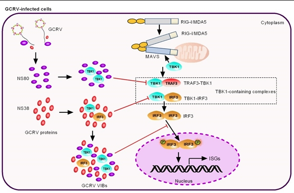 中科院水生所揭示魚(yú)類(lèi)病毒與宿主免疫因子相互博弈影響病毒復(fù)制的新機(jī)制