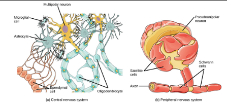 神經(jīng)元的全天候合作伙伴——膠質(zhì)細(xì)胞