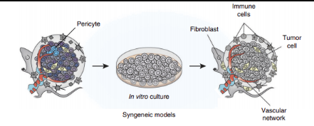 同系腫瘤小鼠腫瘤模型概述
