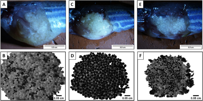 1-s20-S0303720722000429-gr5.jpg 1-s20-S0303720722000429-gr5.jpg