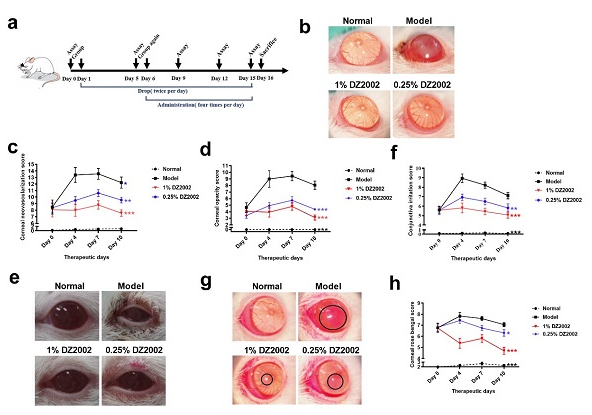 APS封面 | 上海藥物所揭示S-腺苷同型半胱氨酸水解酶抑制DZ2002改善干眼癥模型角膜血管新生及結(jié)膜炎癥的作用機(jī)制-江蘇網(wǎng)站制作