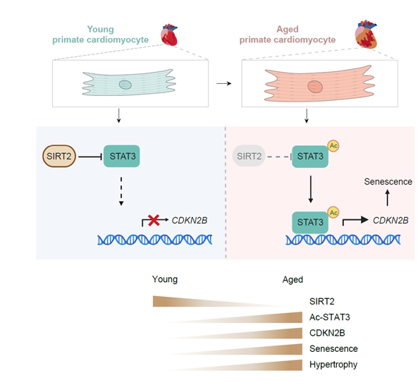 我國科學家揭示逆轉(zhuǎn)心臟衰老的關(guān)鍵蛋白