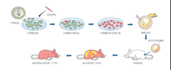 ?基因編輯小鼠和胚胎移植