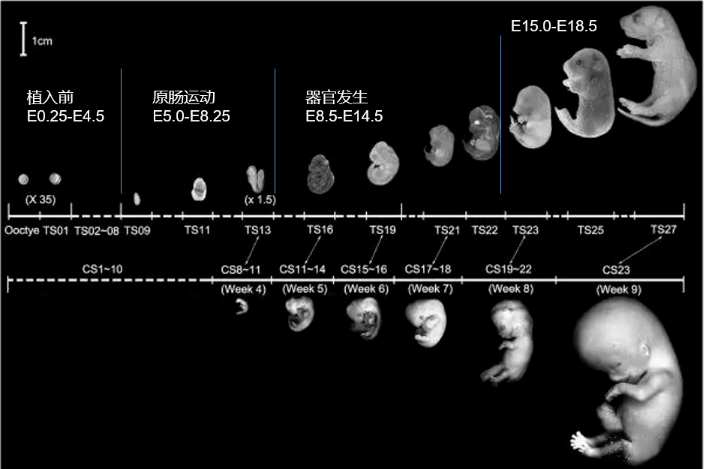 小鼠胚胎發(fā)育的過程