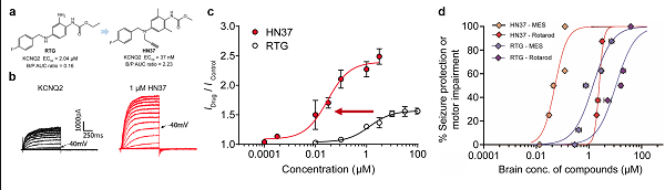 Nat Commun |上海藥物所合作揭示抗癲癇候選新藥派恩加濱的分子作用機(jī)制-江蘇網(wǎng)站制作
