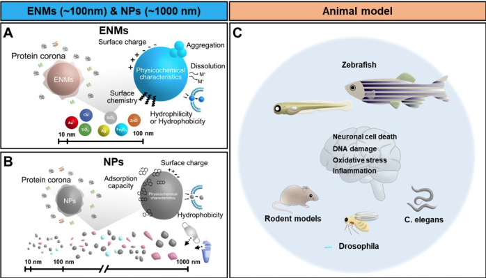 斑馬魚(yú)動(dòng)物模型：納米材料對(duì)神經(jīng)調(diào)節(jié)和神經(jīng)功能障礙的影響