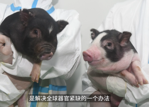 科學家成功提高“豬腰子”移植人體可能性