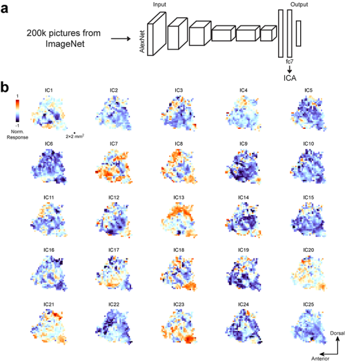 研究揭示靈長類視覺皮層物體特征組織地圖