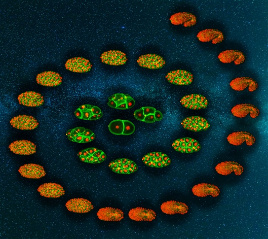 百萬(wàn)線蟲(chóng)細(xì)胞研究揭示胚胎發(fā)育具有糾錯(cuò)潛能