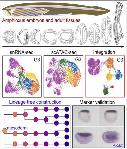 毛炳宇研究員團(tuán)隊(duì)牽頭構(gòu)建文昌魚(yú)胚胎單細(xì)胞水平的細(xì)胞分化譜系