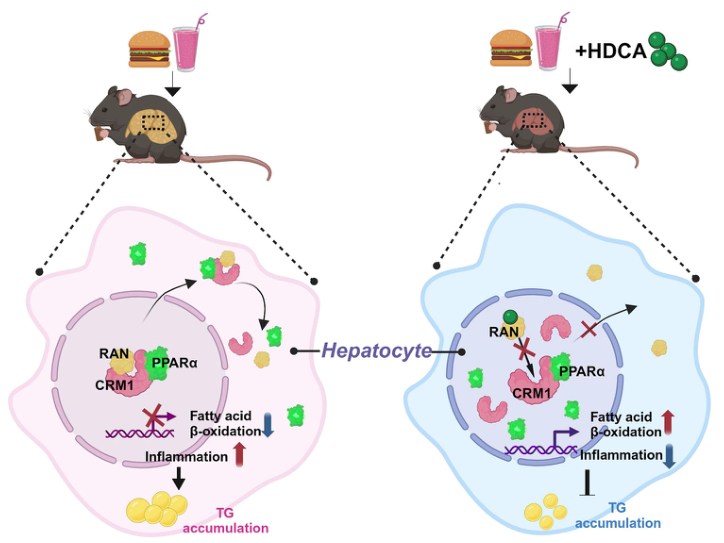 研究發(fā)現(xiàn)花生四烯酸促進放射性腸損傷發(fā)生