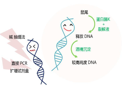 基因分型過程中需要注意什么細節(jié)？提取DNA、制備DNA、DNA模板濃度等因素都有影響