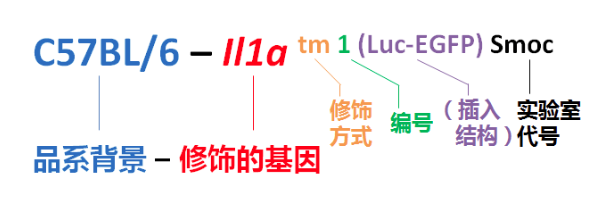 【小鼠大學(xué)問】基因工程小鼠的命名規(guī)則