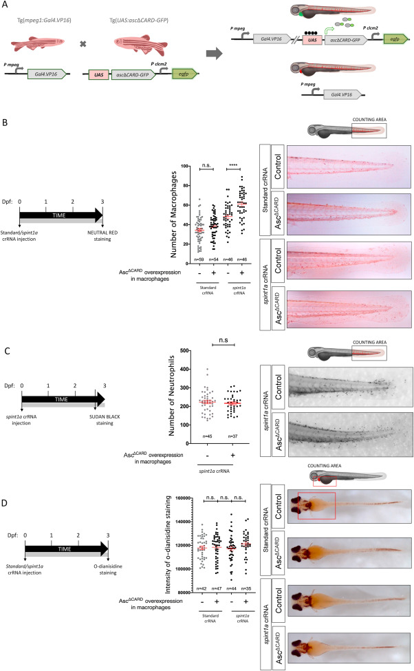 1-s20-S0145305X22000660-gr1.jpg 1-s20-S0145305X22000660-gr1.jpg