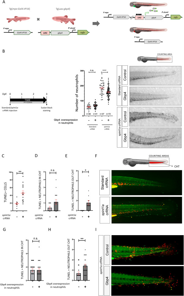 1-s20-S0145305X22000660-gr4.jpg 1-s20-S0145305X22000660-gr4.jpg