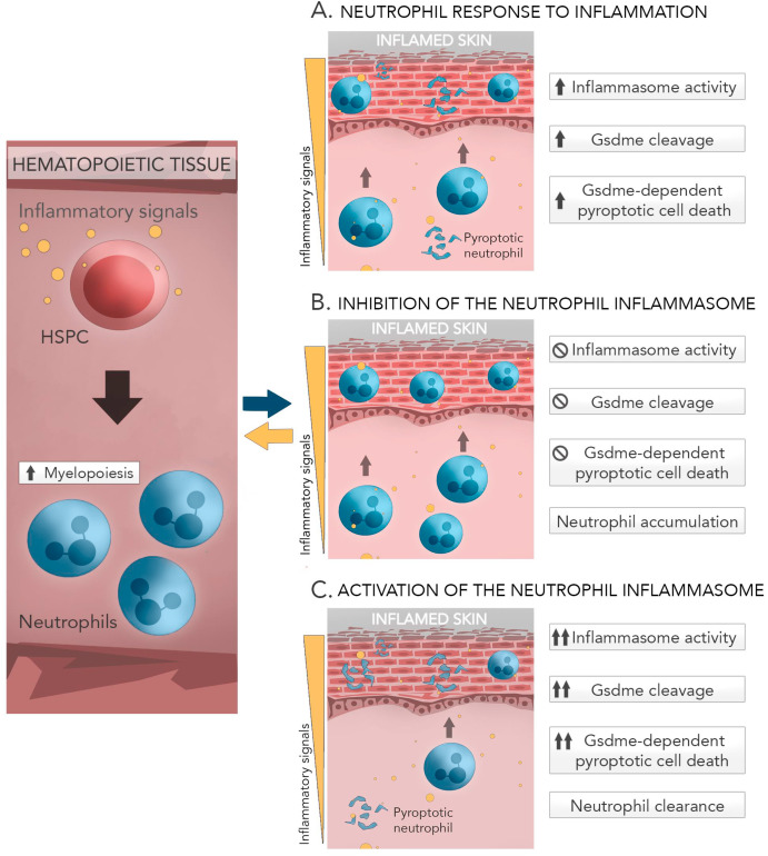 1-s20-S0145305X22000660-gr6.jpg 1-s20-S0145305X22000660-gr6.jpg