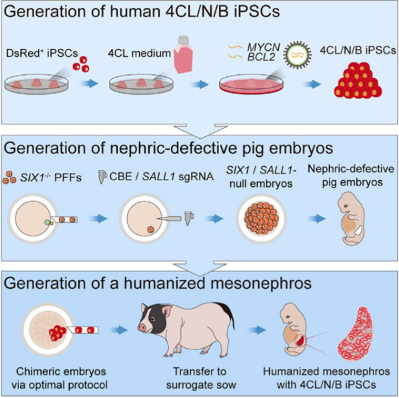 研究人員在豬體內(nèi)再造出人體中期腎臟