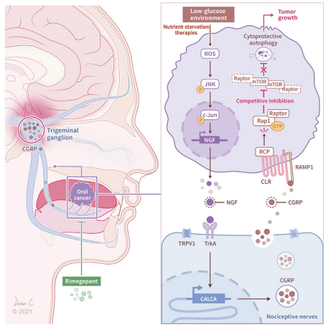 癌細(xì)胞借助神經(jīng)來(lái)對(duì)抗饑餓療法