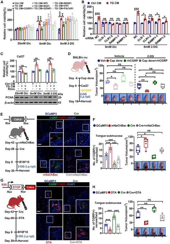癌細(xì)胞借助神經(jīng)來(lái)對(duì)抗饑餓療法