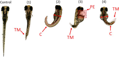 1-s20-S2666765722000436-gr3.jpg 1-s20-S2666765722000436-gr3.jpg