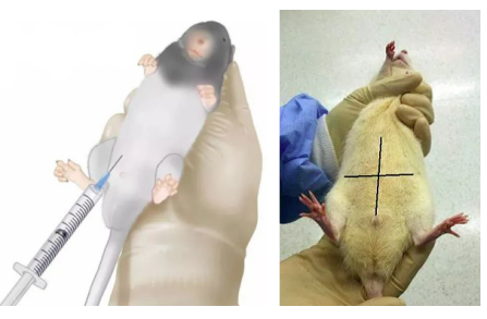 Tamoxifen誘導Cre-ERT2小鼠|cre小鼠品系介紹