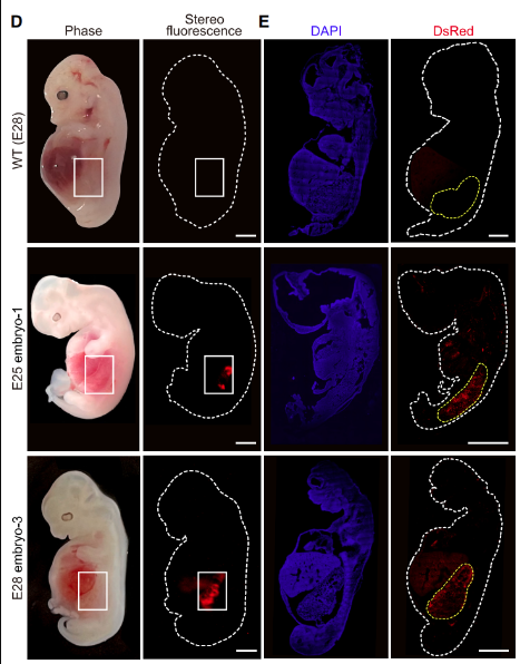 中國科學家在豬體內(nèi)培養(yǎng)胚胎人源腎臟達28天
