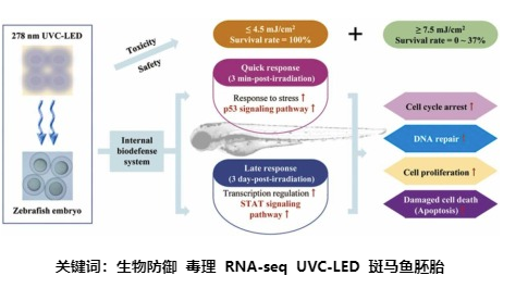 斑馬魚胚胎對UVC輻射反應(yīng)的轉(zhuǎn)錄組分析