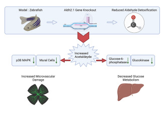 斑馬魚試驗(yàn)：aldh2.1
