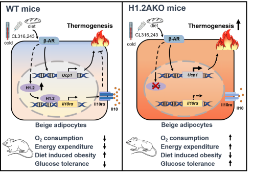 組蛋白變體H1.2調(diào)控脂肪組織產(chǎn)熱