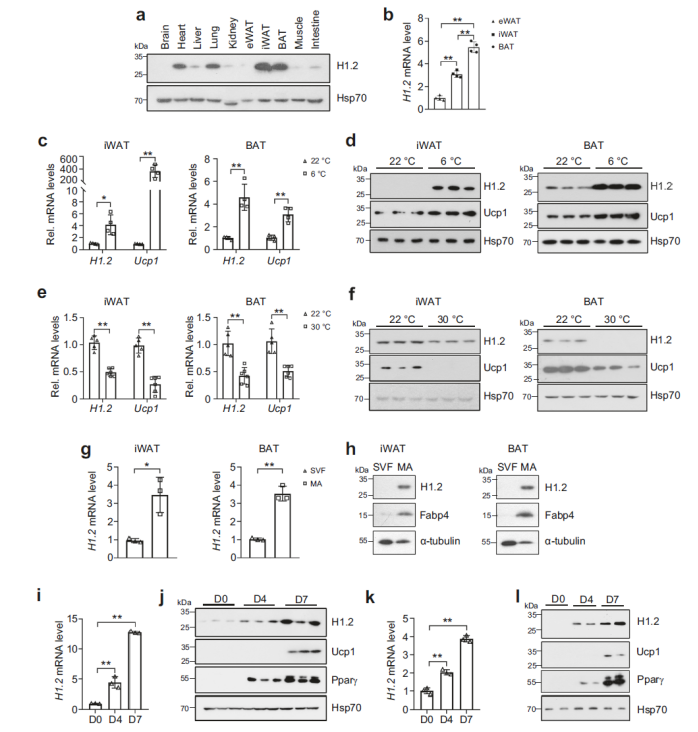 防控肥胖新靶標(biāo)