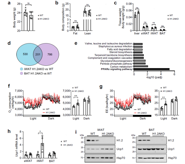 防控肥胖新靶標(biāo)